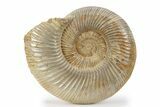 Jurassic Ammonite (Perisphinctes) - Madagascar #241566-1